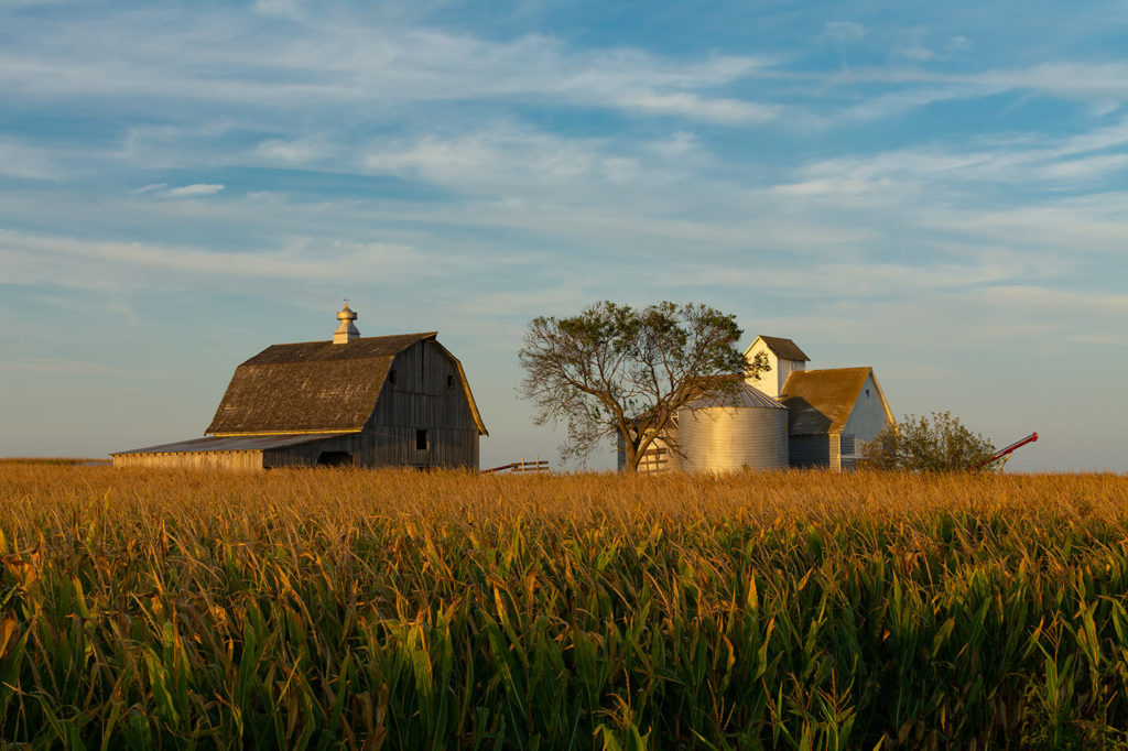 Farmhouse and barn in a field